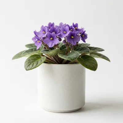 African Violet