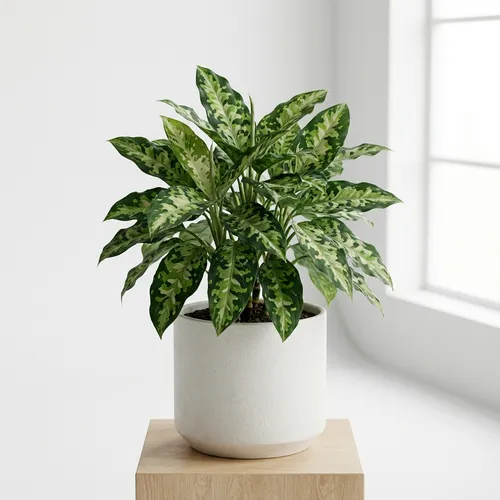 Aglaonema pictum 'Tricolor'