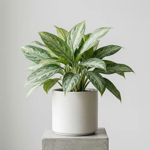 Aglaonema 'Silver Bay'