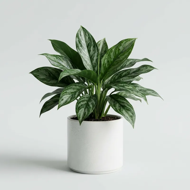 Aglaonema 'Spathonema'