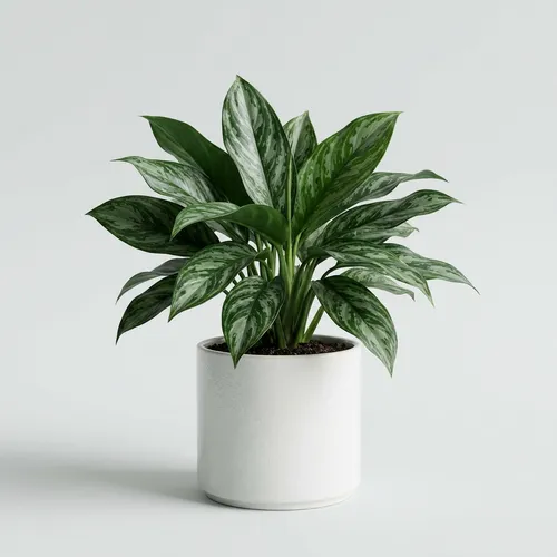 Aglaonema 'Spathonema'