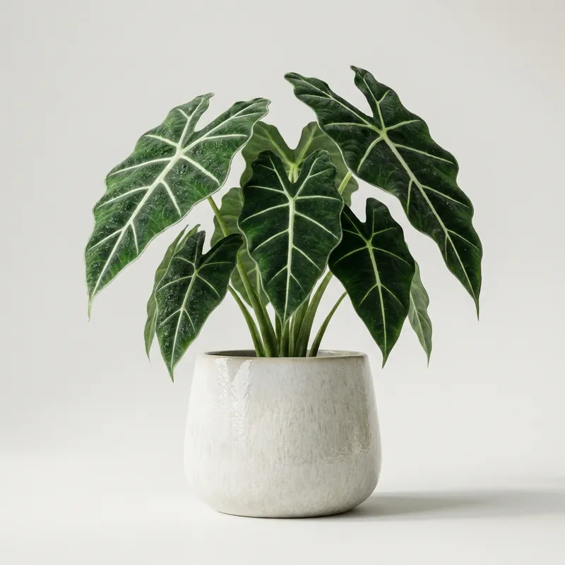 Alocasia Frydek