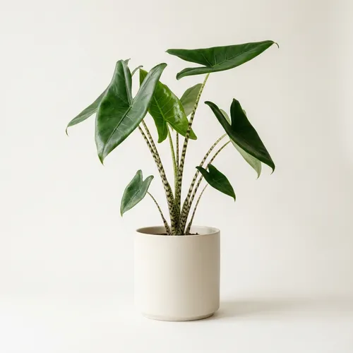 Alocasia zebrina