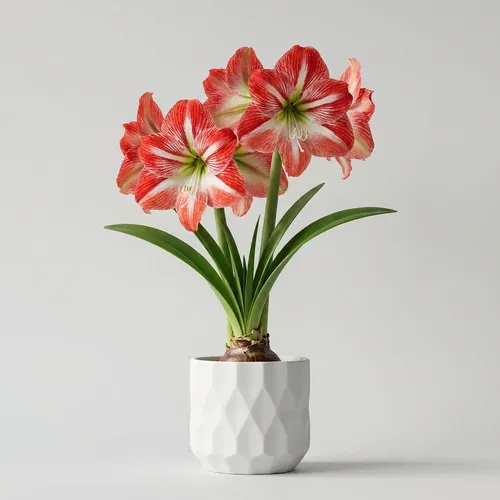 Amaryllis