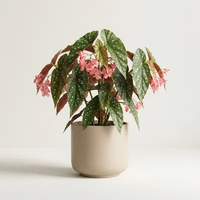 Angel Wing Begonia