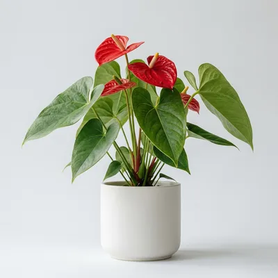 Anthurium