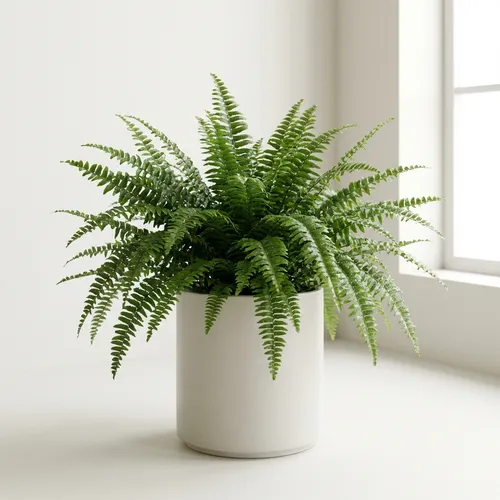 Ariane Boston Fern