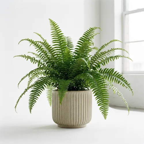 Asian Sword Fern