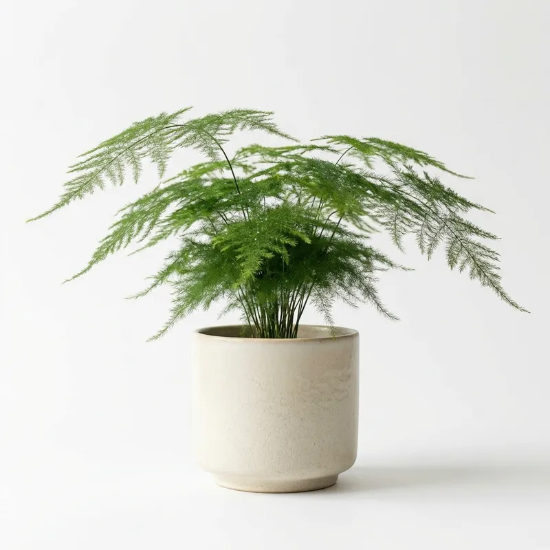Asparagus Fern