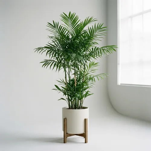 Bamboo Palm