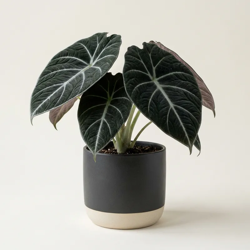 Black Velvet Alocasia