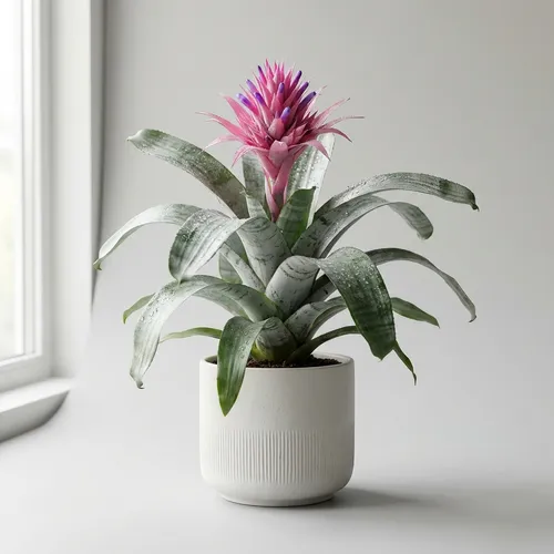 Bromeliad