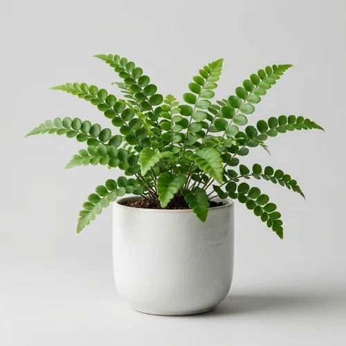 Button Fern