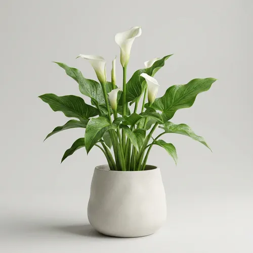 Calla Lily