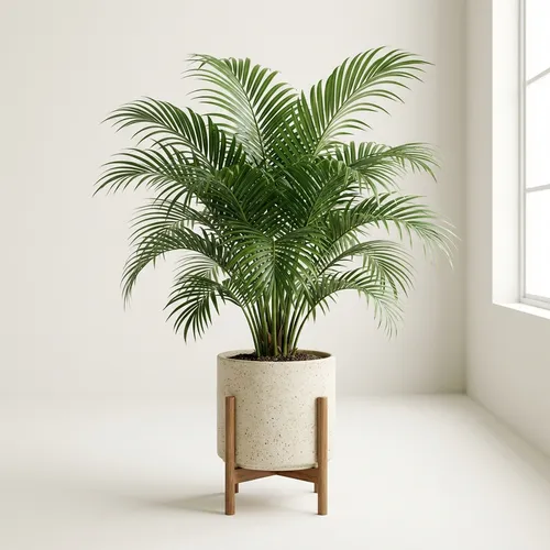 Cat Palm