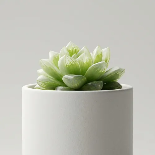 Cathedral Window Haworthia