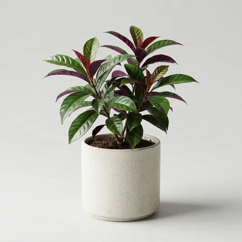Chinese Croton