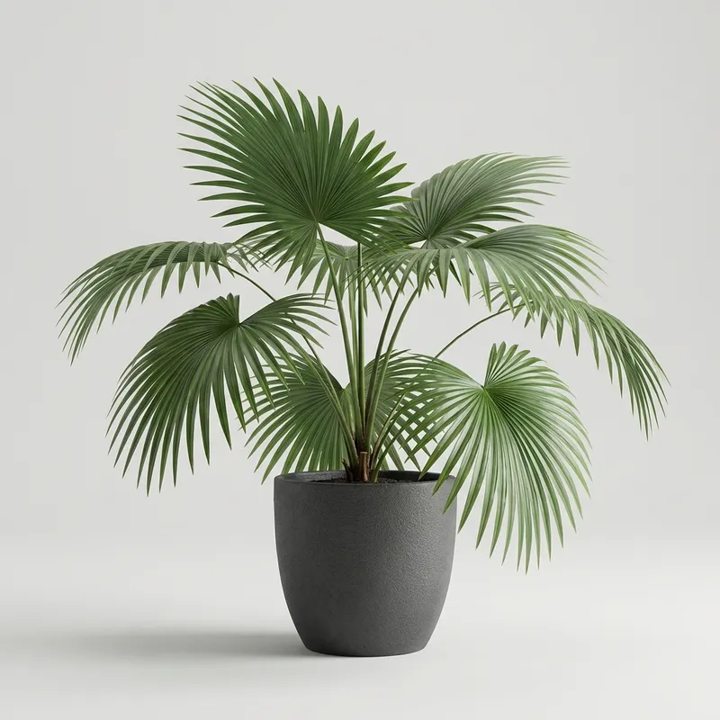 Chinese Fan Palm