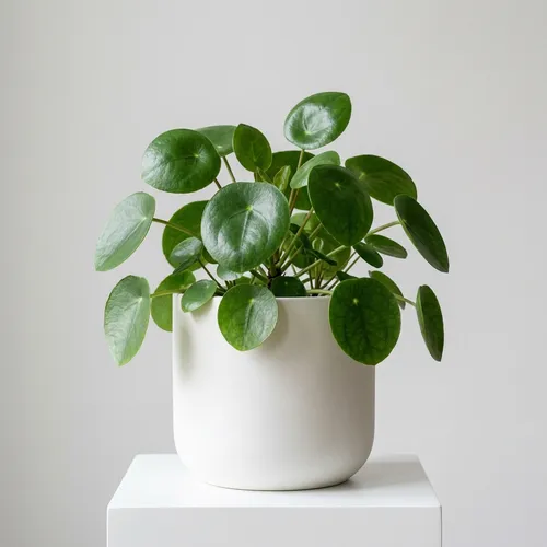 Chinese Money Plant