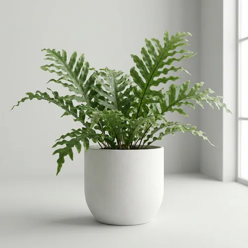 Crested Surf Fern