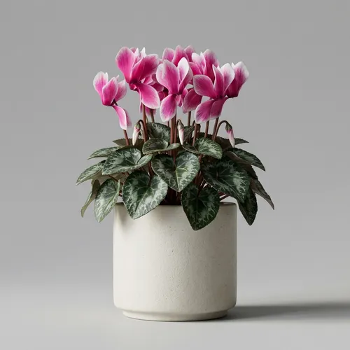 Cyclamen