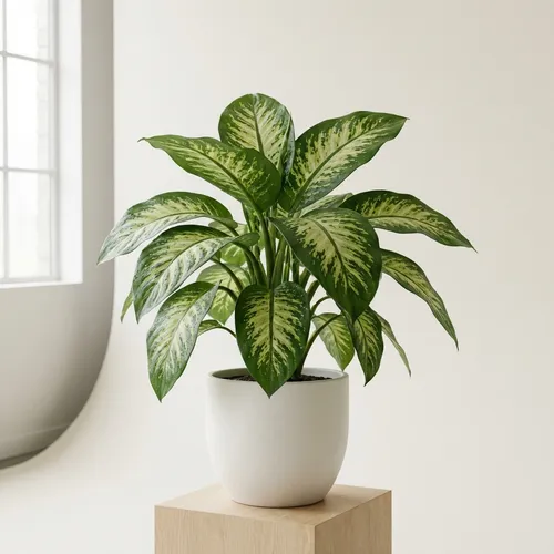 Dieffenbachia