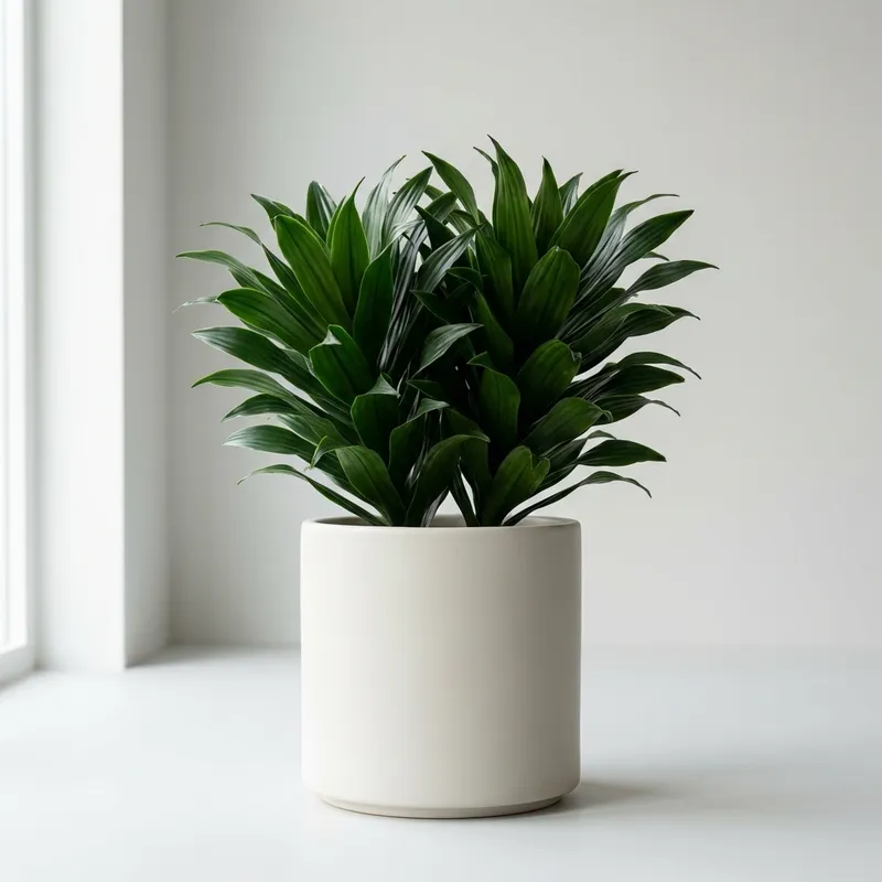 Dracaena Compacta
