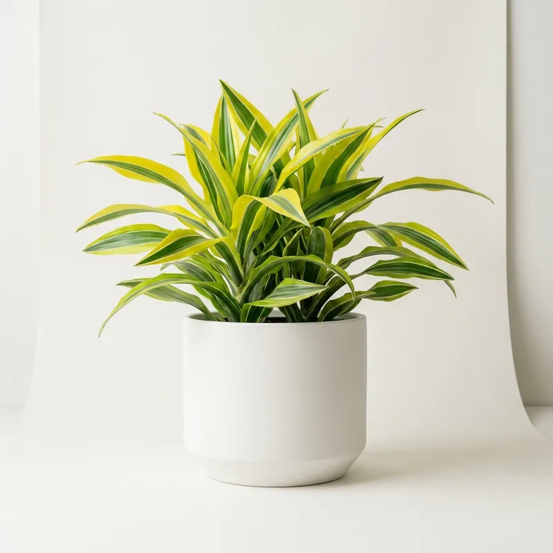Dracaena Lemon Lime
