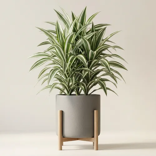 Dracaena Warneckii