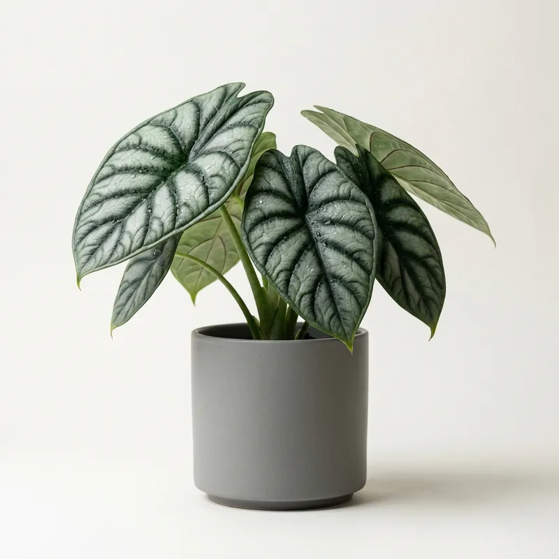 Dragon Scale Alocasia