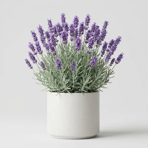 English Lavender