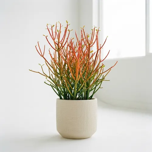 Firestick Plant