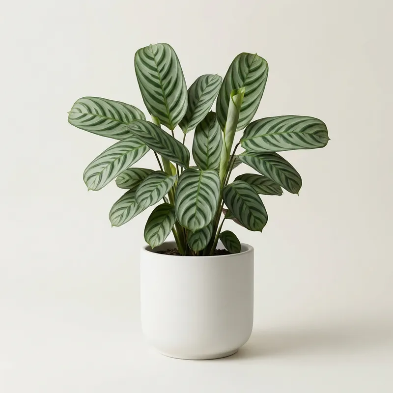 Fishbone Prayer Plant