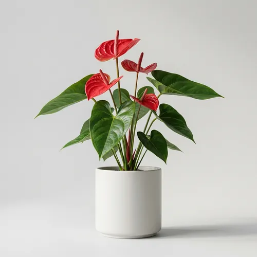 Flamingo Flower