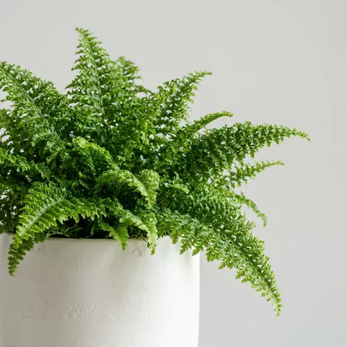 Fluffy Ruffles Fern
