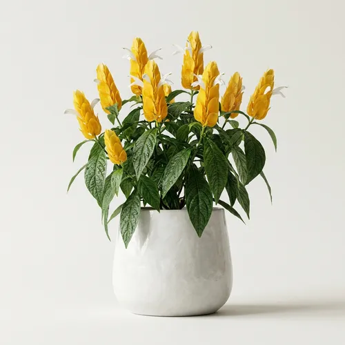 Golden Shrimp Plant