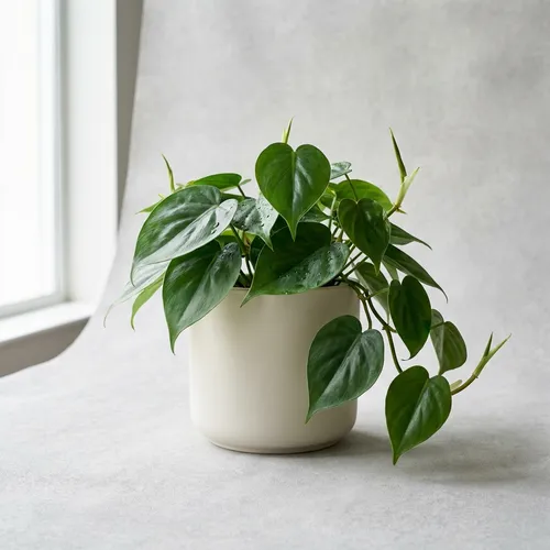 Heartleaf Philodendron