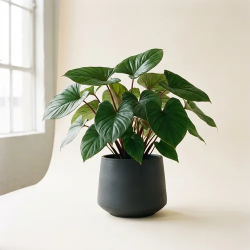 Homalomena 'Emerald Gem'