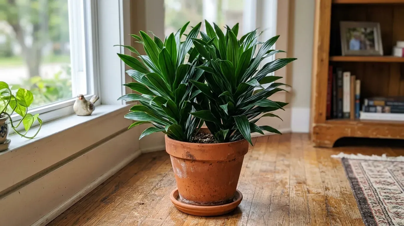 Janet Craig Dracaena hero