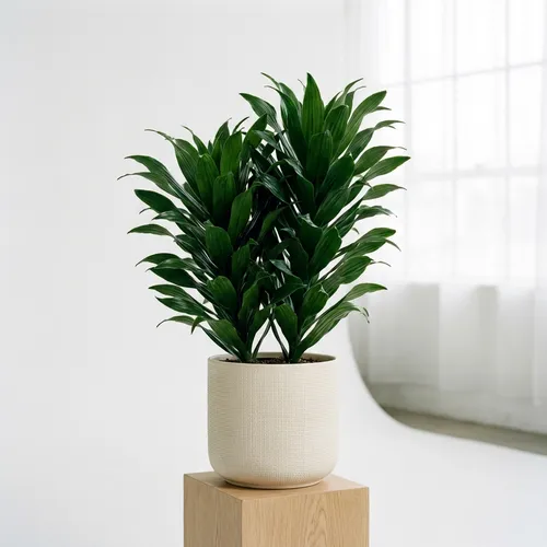 Janet Craig Dracaena