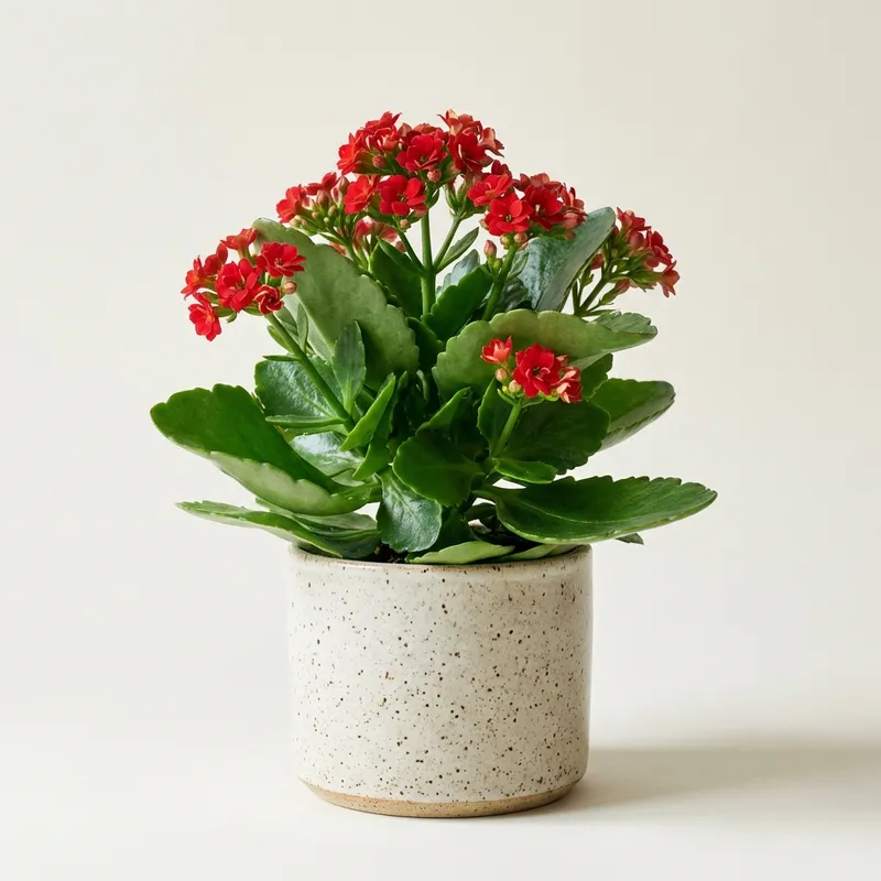 Kalanchoe