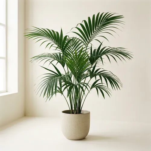 Kentia Palm