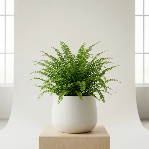 Lemon Button Fern
