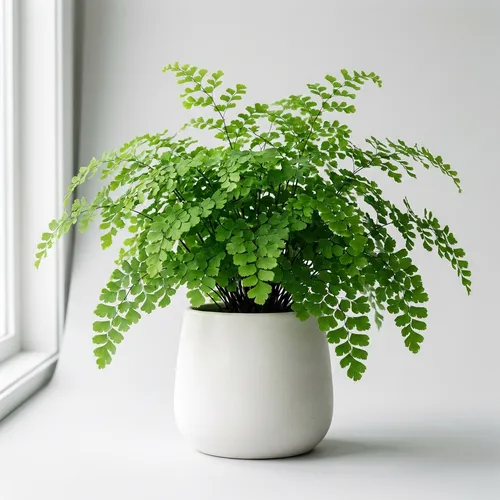 Maidenhair Fern