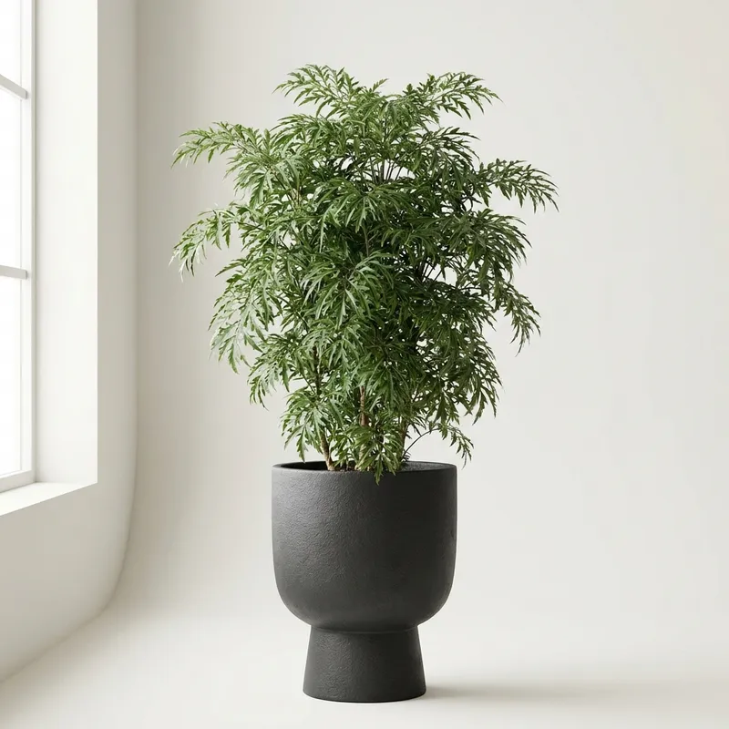 Ming Aralia