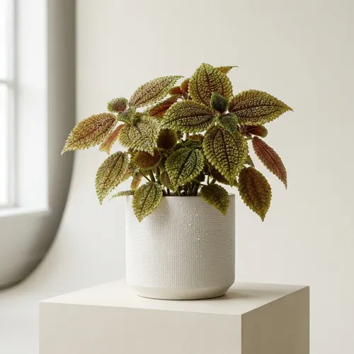 Moon Valley Friendship Plant