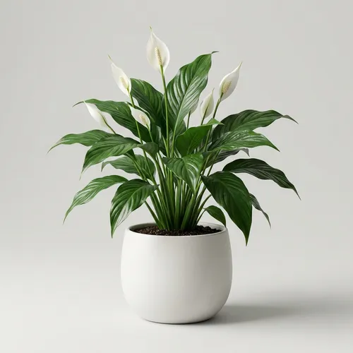 Peace Lily