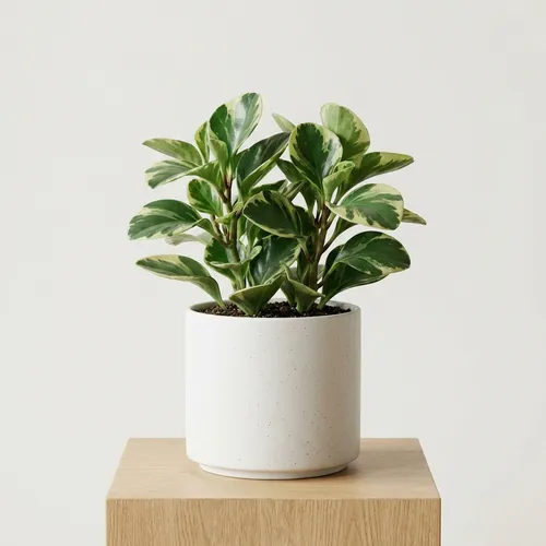 Peperomia obtusifolia