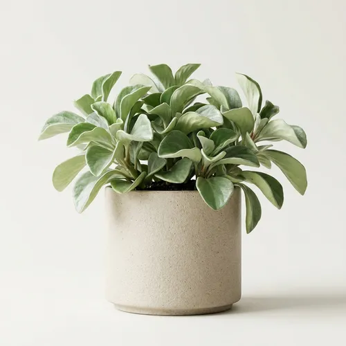 Peperomia orba