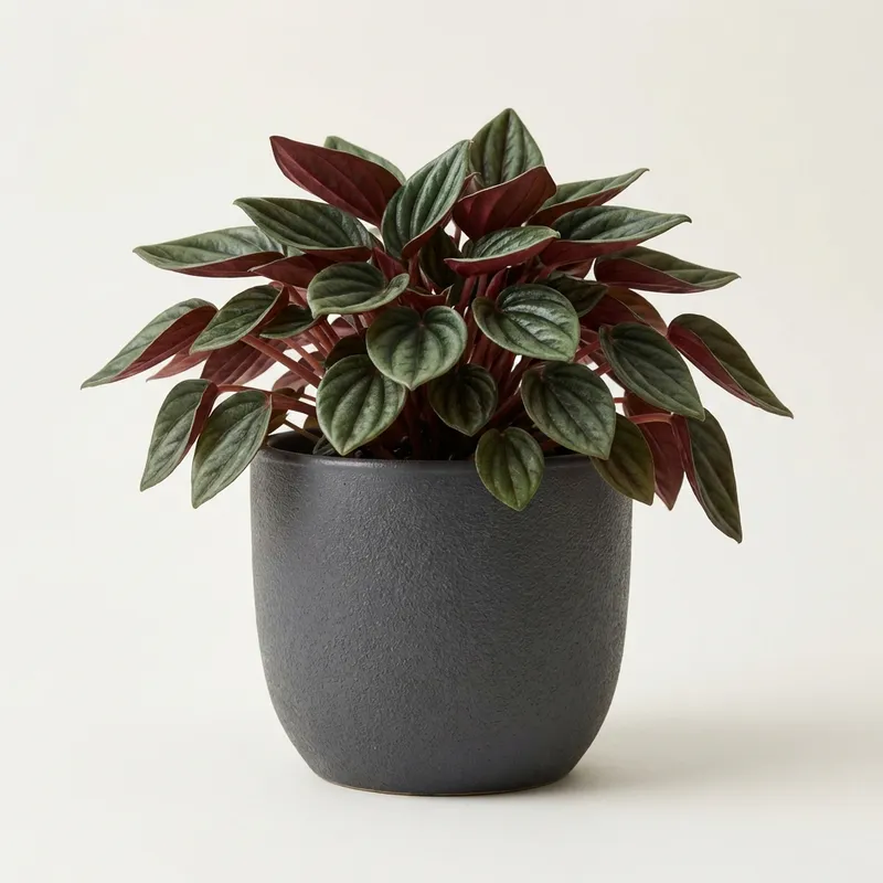 Peperomia Rosso